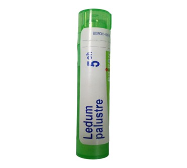 LEDUM PALUSTRE 5 CH